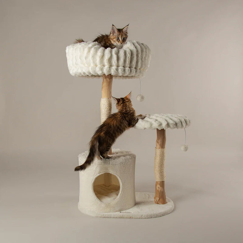 Cat Essentials
