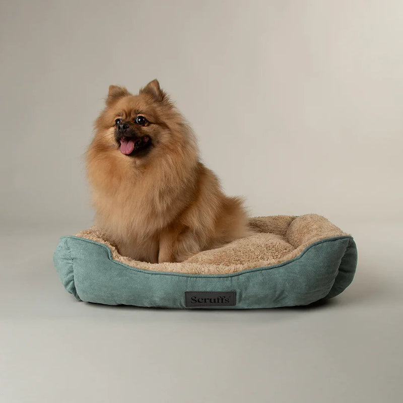 Dog Essentials