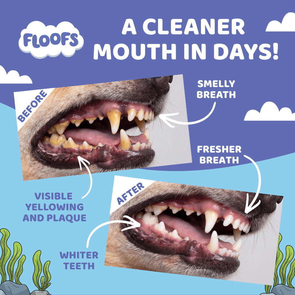 Floofs Dog Dental Powder
