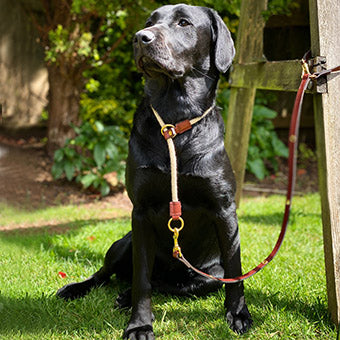 Oxford Leather Slip Lead for Dogs - Black Leather & Brass